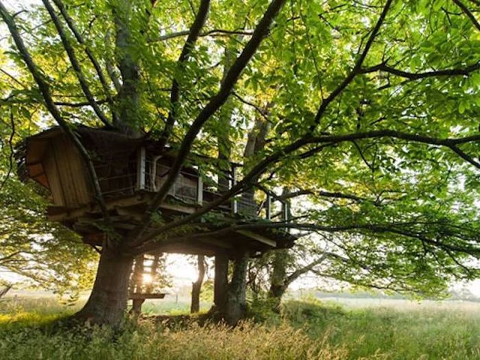 Комфортабельные дома на деревьях (35 фото)