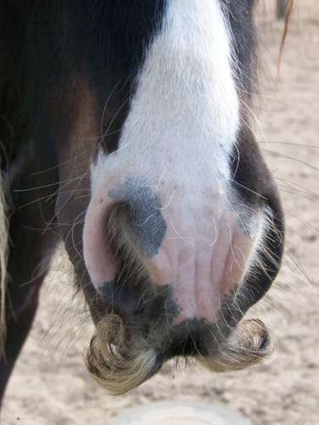 Лошади с усами (10 фото)