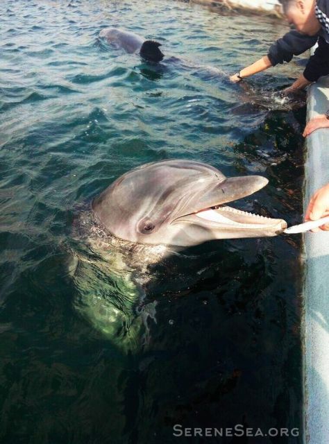 В Крыму из передвижного дельфинария спасли пару дельфинов (11 фото)