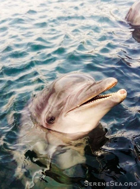 В Крыму из передвижного дельфинария спасли пару дельфинов (11 фото)