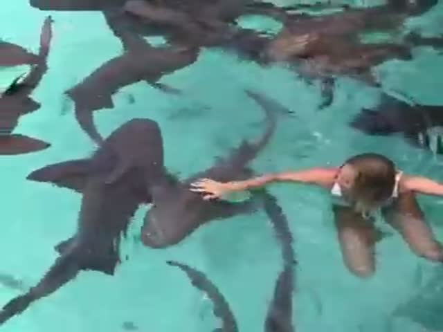Девушка плавает с акулами