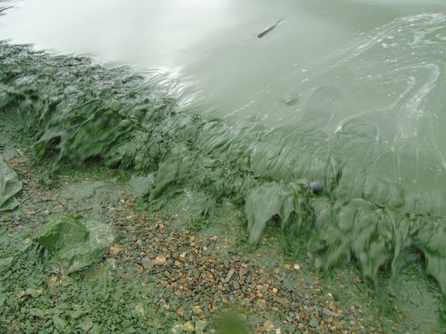 Черноисточинское водохранилище под Нижним Тагилом стало зеленым (7 фото)