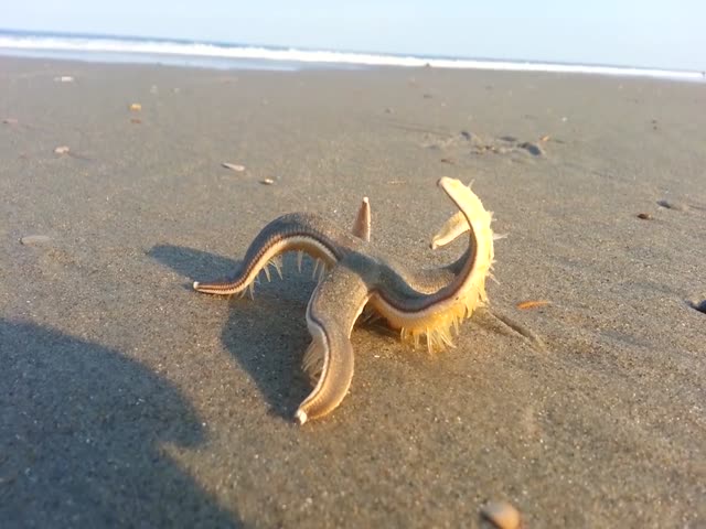 Морская звезда передвигается по песку