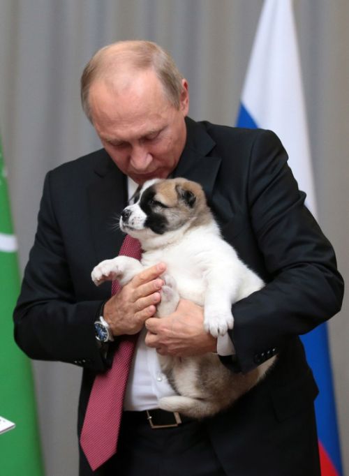 Президент Туркмении Гурбангулы Бердымухамедов подарил Путину щенка алабая по кличке Верный (5 фото + видео)