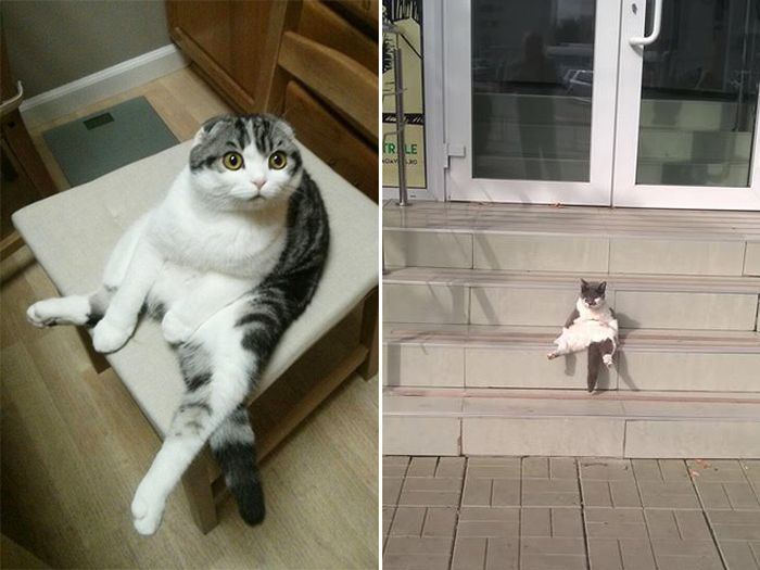 Коты, которые забыли, как нужно правильно сидеть (17 фото)