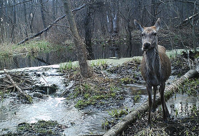 Животный мир в окрестностях Чернобыльской АЭС (54 фото)