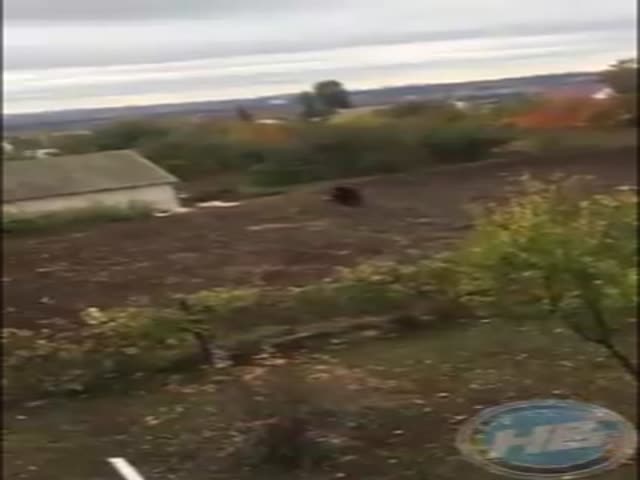 Под Воронежем полицейским пришлось застрелить сбежавшего из зоопарка агрессивного медведя
