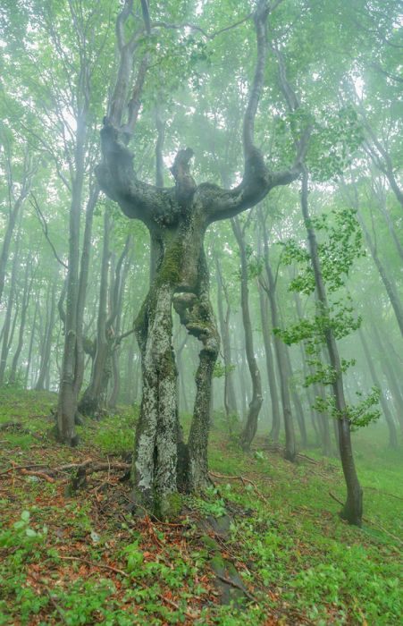 Деревья необычной формы (26 фото)