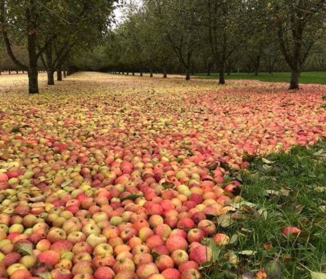 Ураган «Офелия» помог собрать урожай в яблоневом саду (4 фото)