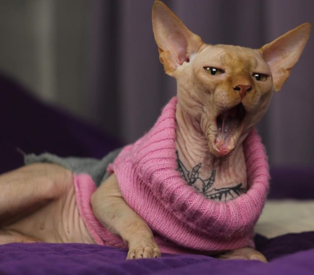 Украинка, набившая своему коту татуировку Анубиса, оказалась под следствием (3 фото)