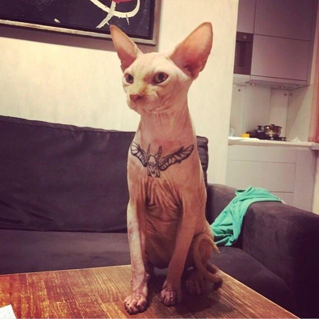 Украинка, набившая своему коту татуировку Анубиса, оказалась под следствием (3 фото)