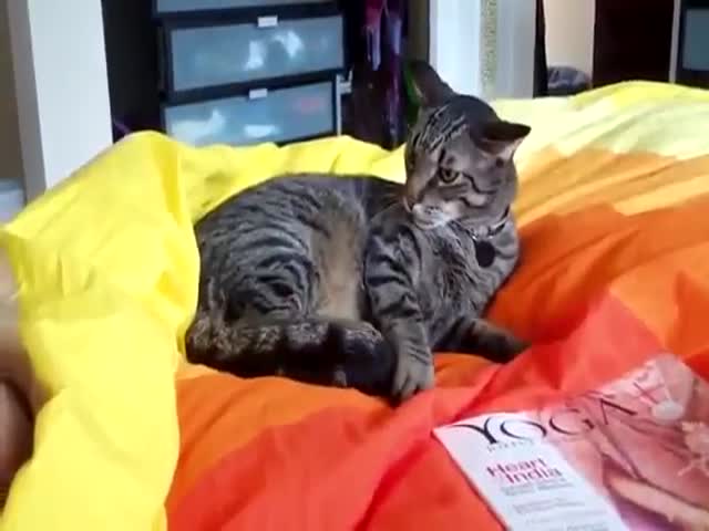 Кот сражается с собственным хвостом