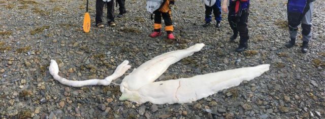 На Аляске обнаружили останки таинственного существа (3 фото)