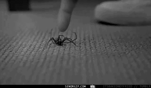 А вы до сих пор не боитесь пауков? (15 гифок)