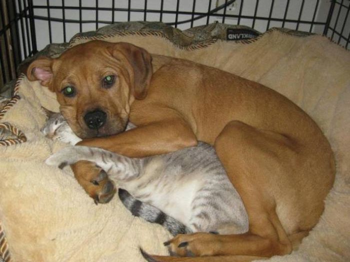 Забавные фото с кошками и собаками (19 фото)