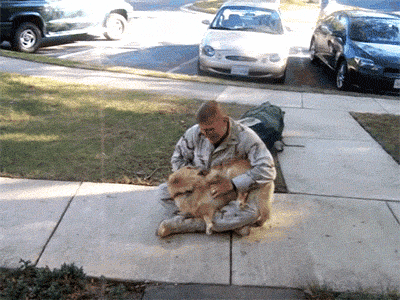 Собаки приветствуют своих хозяев-военнослужащих (15 гифок)