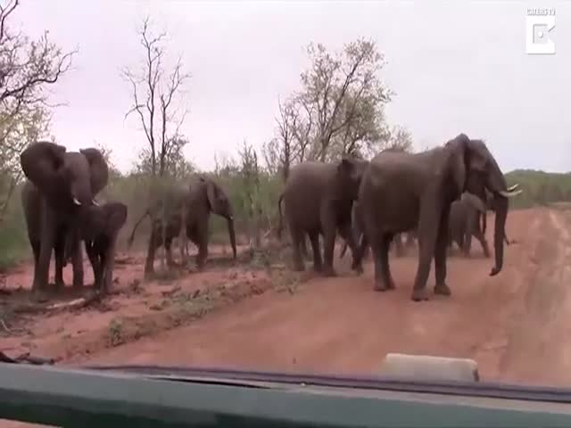 Слоны попытались прогнать туристов, отправившихся на сафари