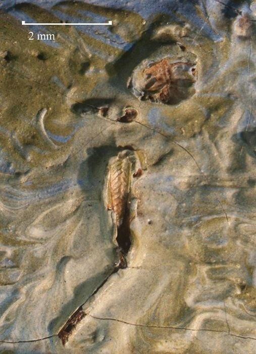 В картине Ван Гога нашли кузнечика, застрявшего в краске 128 лет назад (2 фото)
