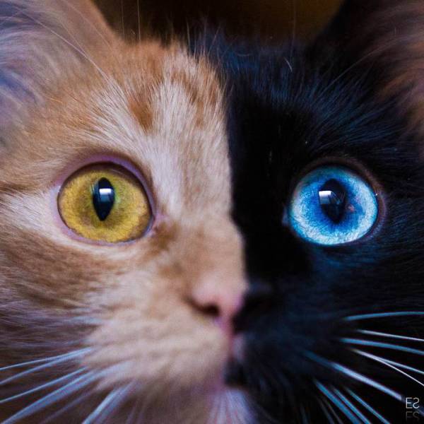 Двуликая кошка-химера из Аргентины покоряет всех своим окрасом (11 фото)