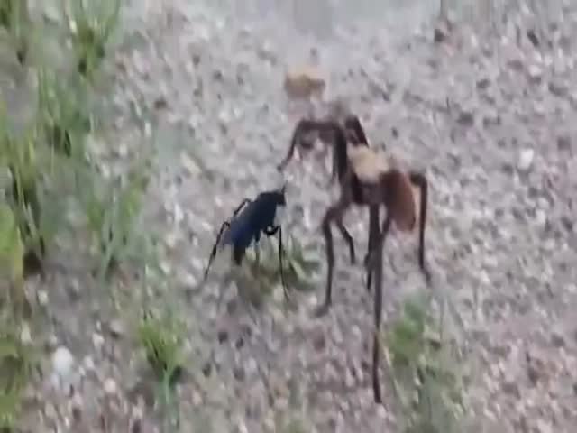 Битва тарантулового ястреба с тарантулом