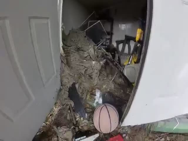 Уничтожение огромного осиного гнезда