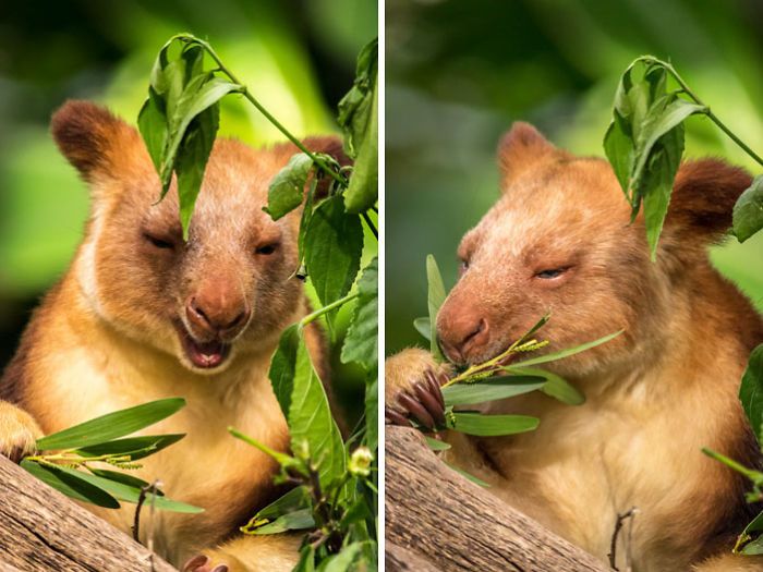 Древесные кенгуру - необычайно милые сумчатые из Австралии (17 фото)