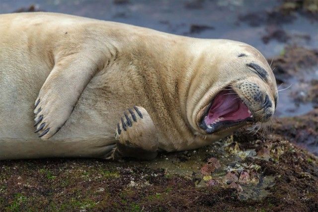 Смешные фото дикой природы на конкурсе Comedy Wildlife Awards 2017 (28 фото)