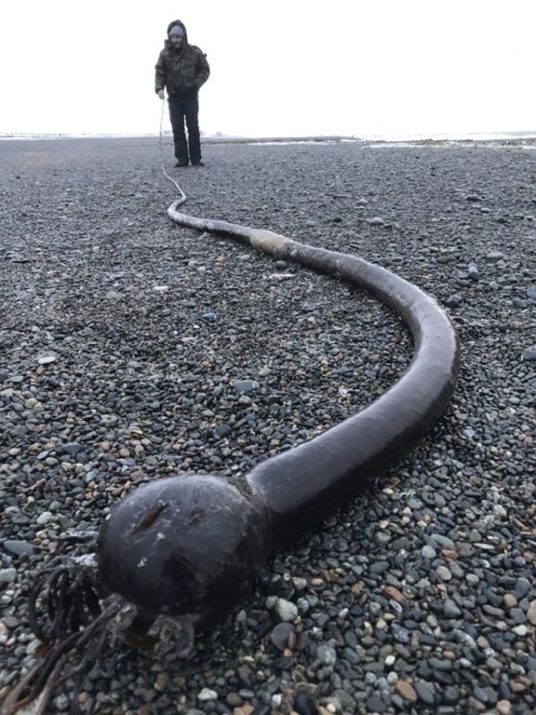 Гигантские «морские черви» на побережье Чукотки (3 фото)