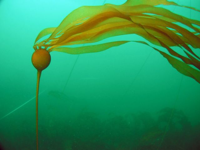Гигантские «морские черви» на побережье Чукотки (3 фото)