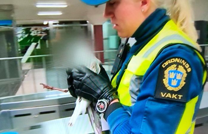 Шведское телевидение скрыло голову спасенной чайки (3 фото)