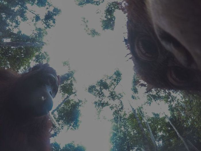Орангутан нашел в лесу экшн-камеру и сделал уникальные селфи (8 фото)