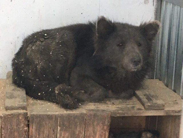 В Челябинске появилась «медвебака» (4 фото)