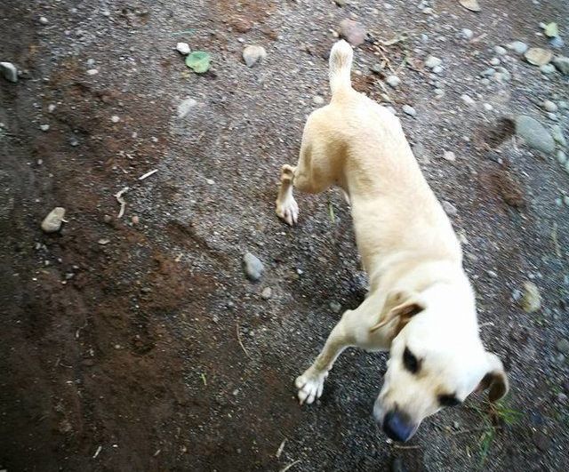 В Коста-Рике собака спасла жизнь своему хозяину (5 фото)