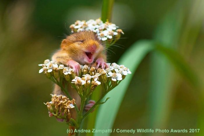 Лучшие работы конкурса смешных фотографий дикой природы Comedy Wildlife Awards (15 фото)