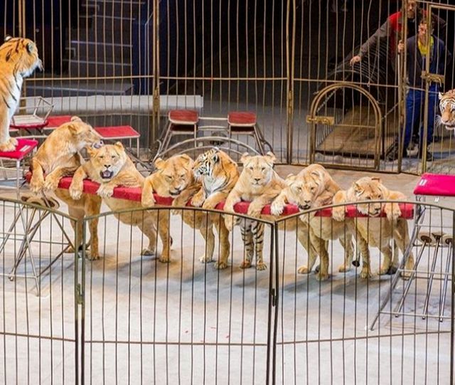 Упитанные львицы в цирке Владивостока (4 фото)