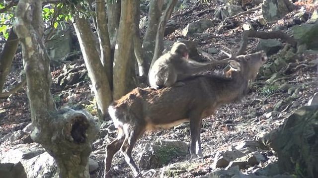 В Японии самки макак стали выбирать оленей в качестве сексуальных партнеров (5 фото)