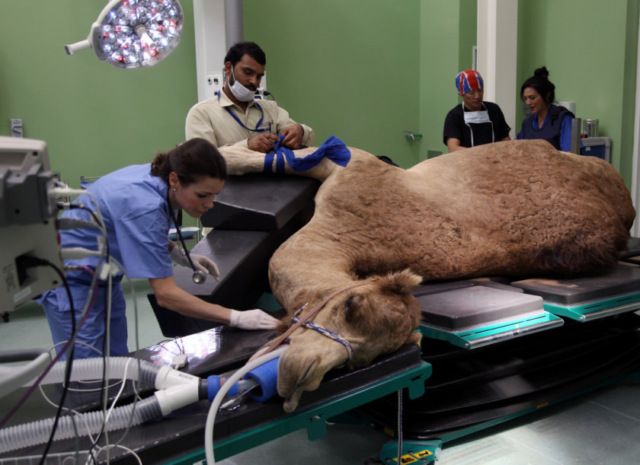 В Дубае открылся первый в мире госпиталь для верблюдов (6 фото)