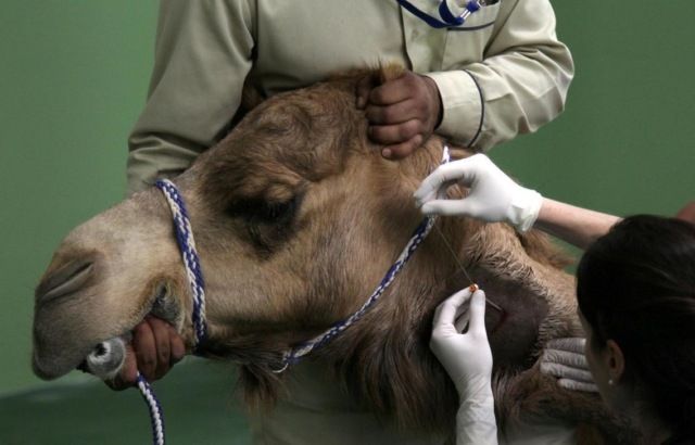 В Дубае открылся первый в мире госпиталь для верблюдов (6 фото)