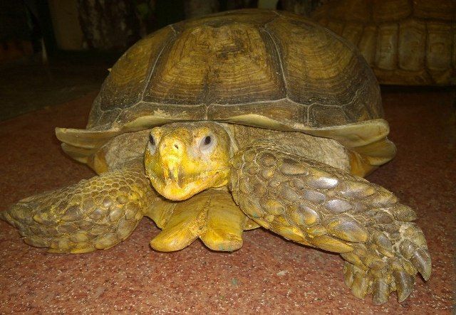 В иркутской зоогалерее черепахи совершили побег из вольера (5 фото)