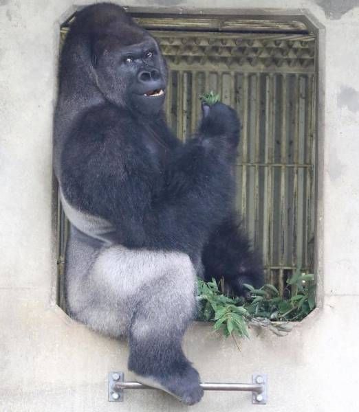 В японском зоопарке живет невероятно красивый самец гориллы (13 фото)