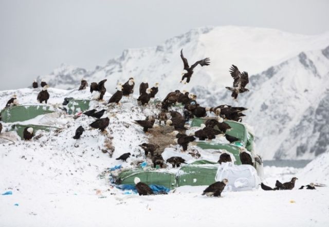Назойливые орланы Аляски (10 фото)