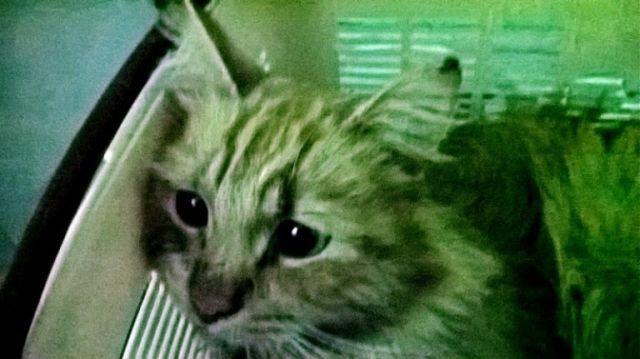 Как серпуховские студенты кота спасли (4 фото)