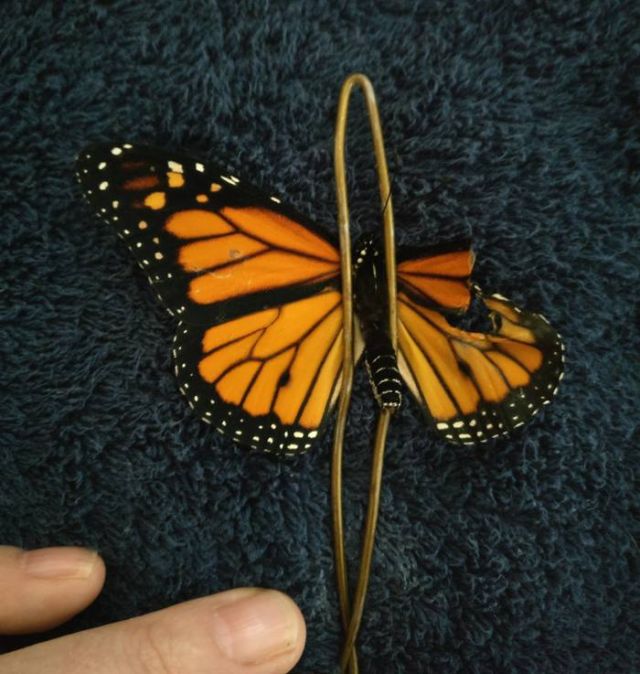 Спасение бабочки Монарха (7 фото)