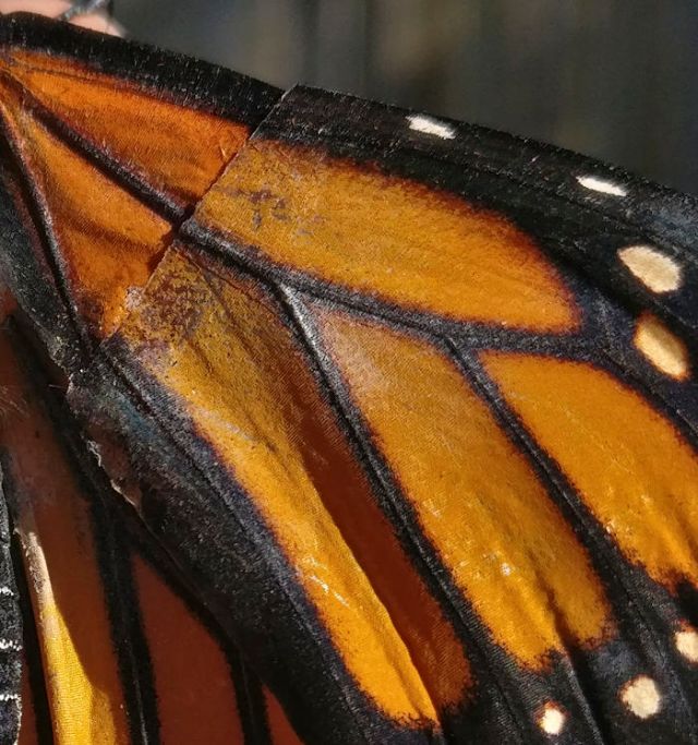 Спасение бабочки Монарха (7 фото)