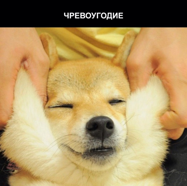 Забавная собака породы сиба-ину и семь смертных грехов (7 фото)