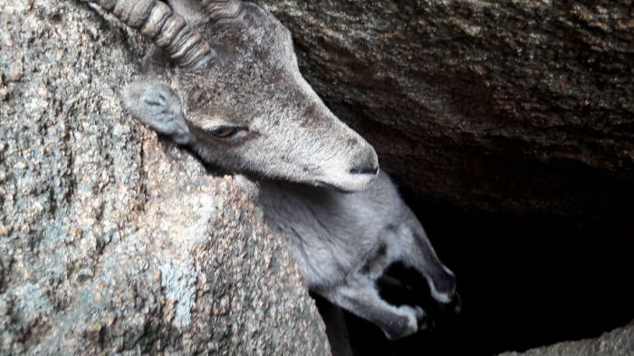 Туристы спасли горного козла (3 фото + видео)