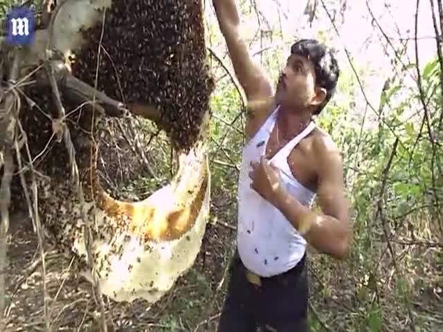 Индиец засунул себе под майку целый рой диких пчел