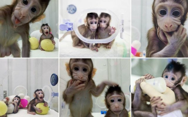 В Китае впервые клонировали обезьян по методике овечки Долли (4 фото)