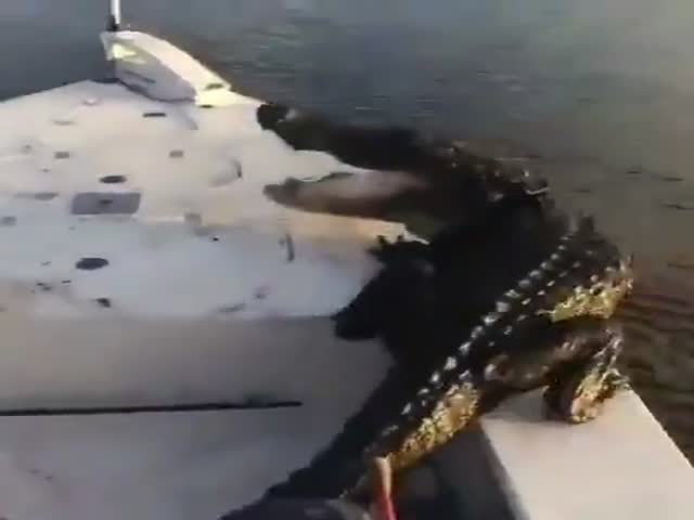 Мужчины прогнали крокодила с лодки