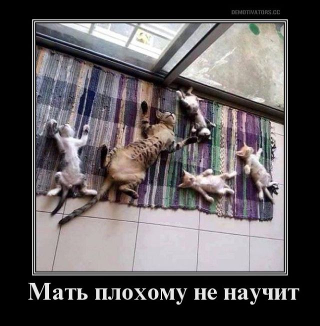 Демотиваторы (30 фото)